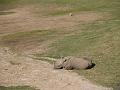 Rhino rests